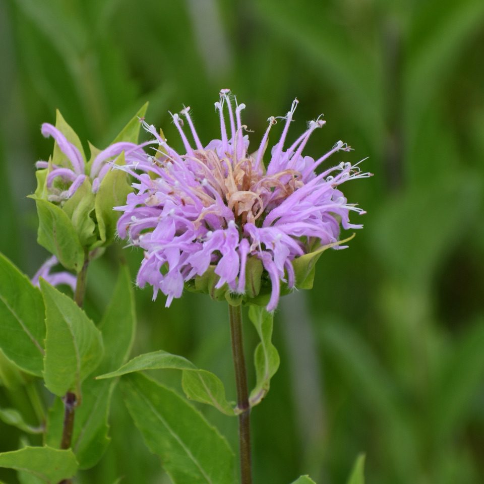 Why Do Some Plants Smell So Good?