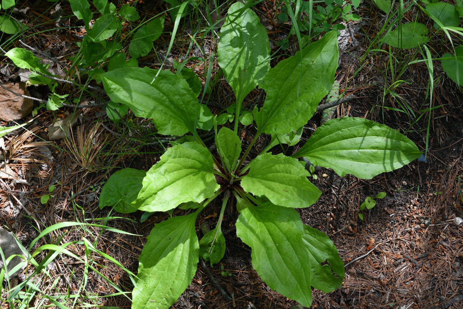 A plantain plant