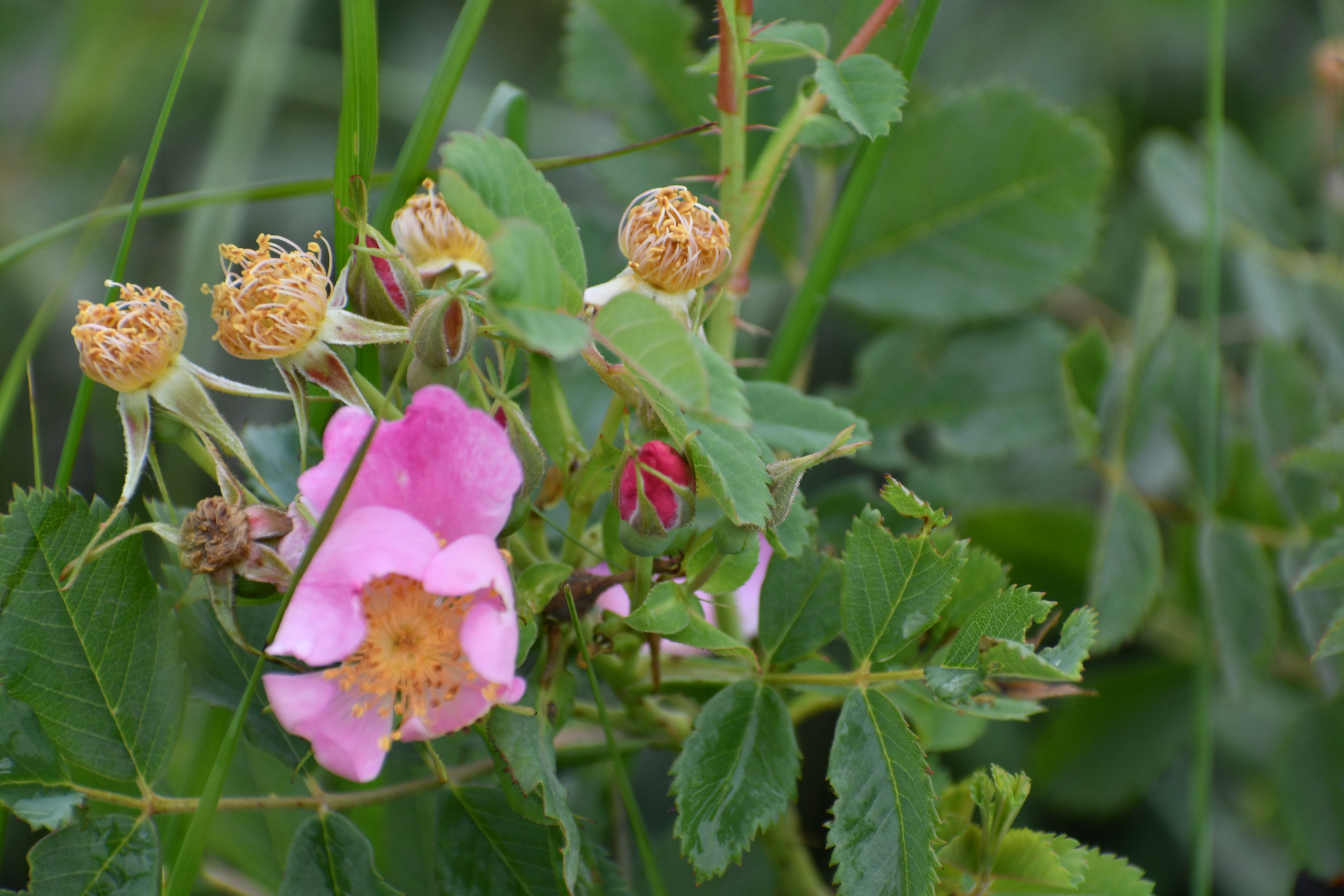 A bouquet of large pink flowers with wild unopened yellow buds grows amongst greenery, focusing on their softer center pet...