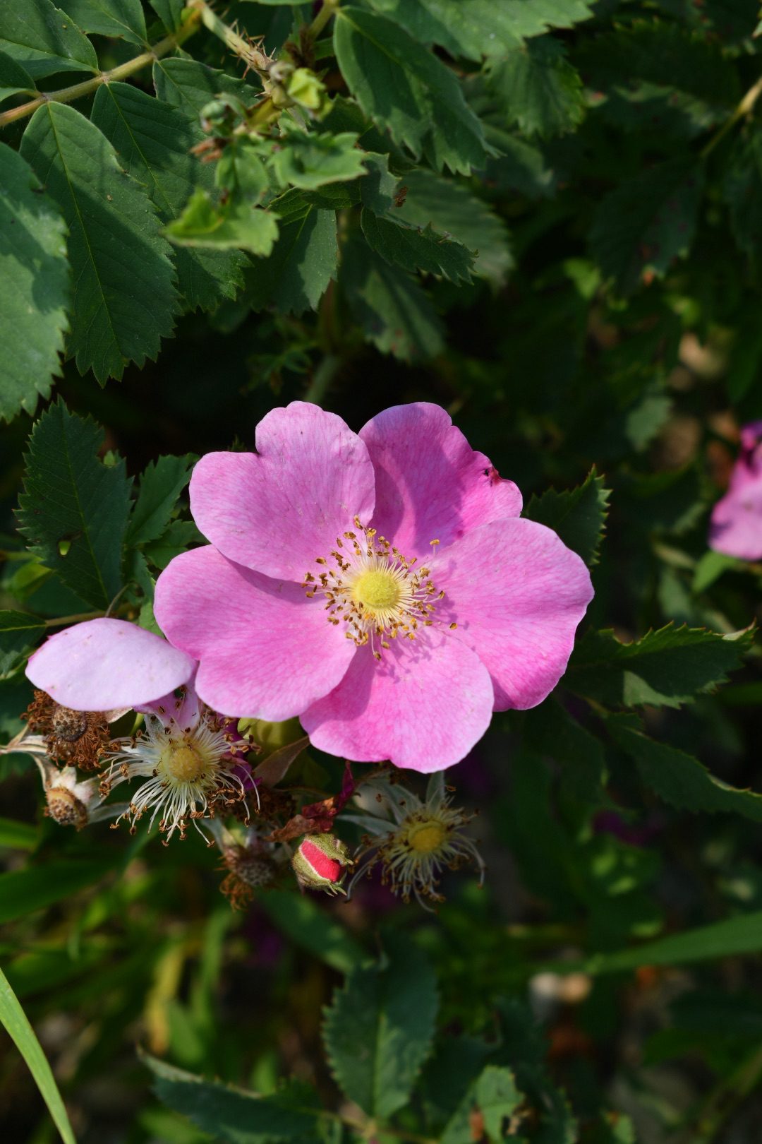 Prairie Rose