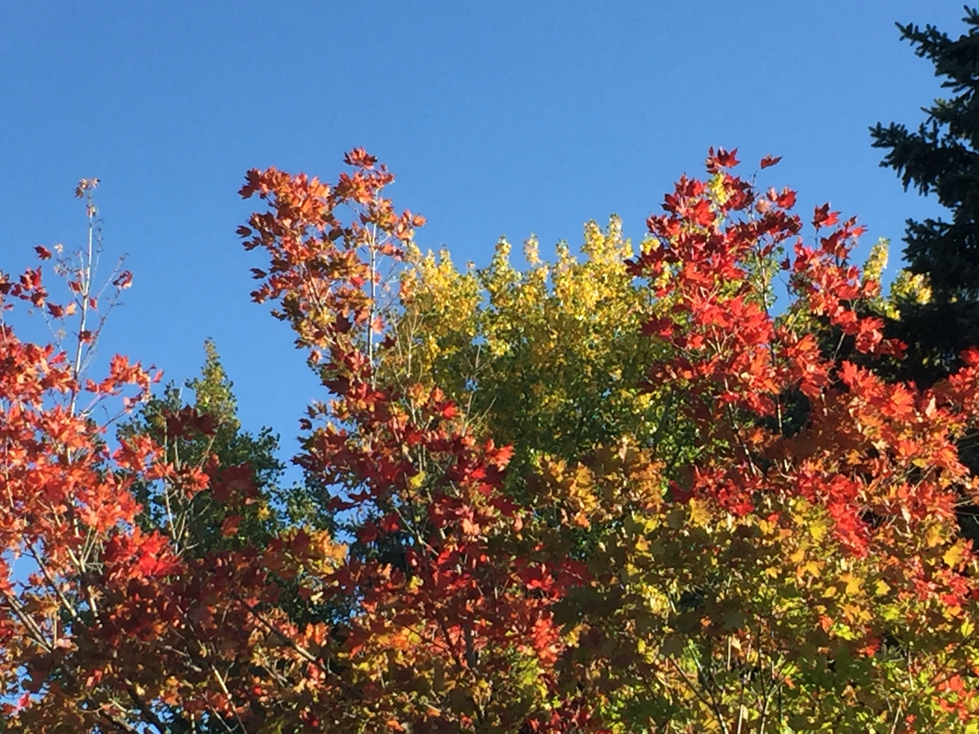 Why Are Some Leaves Changing Color Early?