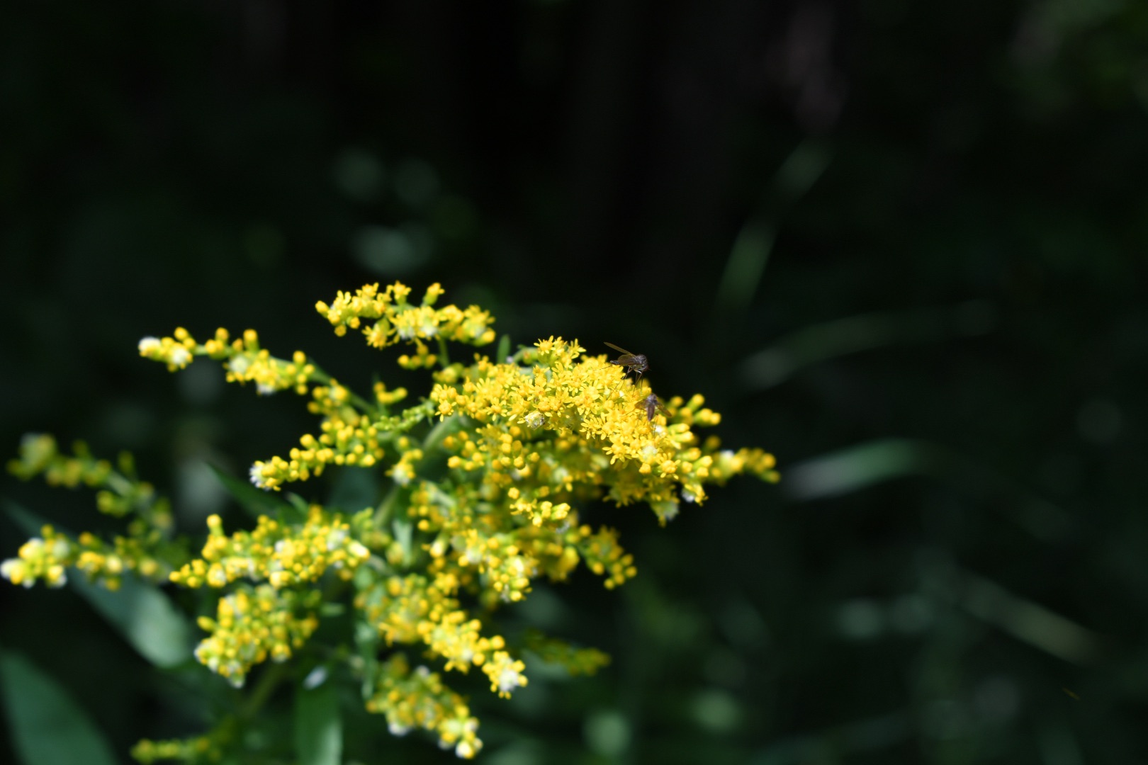 The beauty of late bloomers