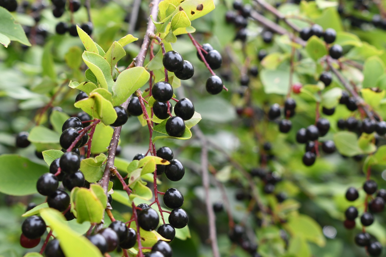 Why Do Berries Change Color?